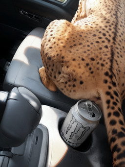 anal_juice anatomically_correct anatomically_correct_genitalia animal_genitalia animal_pussy anus beverage beverage_can bodily_fluids butt can car car_interior casual_exposure container detailed_background detailed_fur digitigrade faceless_character faceless_feral feline_pussy female feral fur genital_fluids genitals inside_vehicle monster_energy monster_energy_can multicolored_body multicolored_fur nude paws pussy pussy_juice realistic realistic_feral realistic_fur realistic_lighting rear_view solo spots spotted_body spotted_fur tail tuft vehicle yellow_body yellow_fur mysticcoyote cheetah felid feline mammal absurd_res detailed hi_res