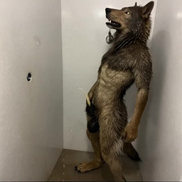 anatomically_correct anatomically_correct_genitalia animal_genitalia anthro balls bent_over black_nose bodily_fluids brown_body brown_fur excessive_genital_fluids fully_sheathed fur genital_fluids genitals growling hands_on_knees hands_on_legs leaning leaning_back male nude paws peeing peeing_on_ceiling peeing_on_wall sheath shower showering solo sound_warning splashing_sounds standing stepping urine watersports wet wet_body wet_fur serrano canid canine canis hybrid mammal werecanid werecanine werecreature werewolf wolf animated short_playtime sound webm