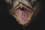 anthro close-up female genitals presenting presenting_pussy pussy solo spread_pussy spreading hyperion unknown_species