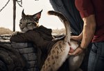 anthro anus butt duo female fingering genitals looking_back male male/female pussy tail_raised vaginal vaginal_fingering hyperion felid human khajiit mammal