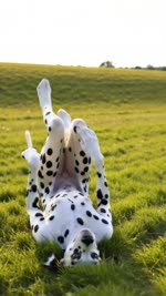 animal_genitalia animal_pussy anthro breasts canine_genitalia canine_pussy digitigrade dog_nose female field genitals grass legs_up lying on_back pawpads plant pussy realistic small_breasts solo tail tongue tree zabern canid canine canis dalmatian domestic_dog mammal absurd_res animated hi_res webm