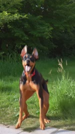 all_fours anthro black_body black_fur breasts brown_body brown_eyes brown_fur collar female feral fur genitals grass plant pussy realistic red_collar sidewalk small_breasts solo tongue tongue_out zabern canid canine canis dobermann domestic_dog mammal pinscher absurd_res animated hi_res webm