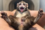 anthro anus blush bodily_fluids breasts female fingering genitals hairy masturbation nipples pawpads paws photo pussy realistic saliva small_breasts solo tongue tongue_out animalshenmi domestic_ferret haplorhine hybrid mammal monkey mustela mustelid musteline primate true_musteline hi_res