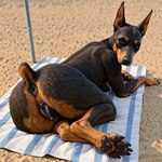animal_genitalia animal_pussy brown_body canine_genitalia female feral fur genitals looking_at_viewer presenting pussy raised_tail solo solo_focus director_donki canid canine canis dobermann domestic_dog mammal pinscher