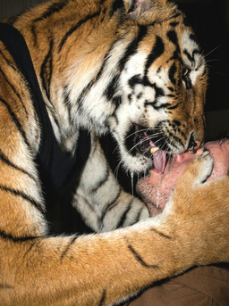 anthro black_lips bodily_fluids close-up clothed clothing detailed_fur dominant dominant_anthro dripping drooling duo facial_piercing french_kissing fur hand_on_face hoodie human_on_anthro inside interspecies kissing lips male male/male muscular muscular_anthro muscular_male nose_piercing obscured_eyes obscured_face on_top orange_body orange_fur photorealism piercing realistic realistic_fur realistic_lighting saliva saliva_drip saliva_on_tongue saliva_string shirt size_difference striped_body striped_fur stripes stubble tank_top teeth tongue tongue_out topwear delken felid human mammal pantherine tiger absurd_res detailed hi_res