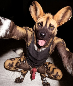 anatomically_correct anatomically_correct_genitalia anatomically_correct_penis animal_genitalia animal_penis anthro balls bed black_body black_fur bottomless canine_genitalia canine_penis clothed clothing crouching dark_background detailed_fur detailed_penis digitigrade ear_piercing erection front_view fur furniture genitals high-angle_view knot looking_at_viewer male multicolored_body multicolored_fur notched_ear on_bed partially_clothed paws penis photorealism piercing realistic realistic_fur realistic_lighting selfie shirt smile smiling_at_viewer solo tail tan_body tan_fur tank_top tongue tongue_out topwear white_body white_fur yellow_eyes delken african_wild_dog canid canine mammal detailed hi_res