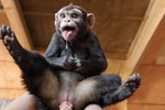 anthro black_body black_fur female first_person_view fur genitals humanoid_genitalia humanoid_penis legs_up low-angle_view paws penis photo pussy realistic tongue tongue_out animalshenmi haplorhine hybrid mammal monkey primate hi_res