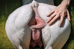 anatomically_correct anatomically_correct_anus anatomically_correct_genitalia anatomically_correct_pussy anus bestiality bovid butt caprine duo female female_focus feral genitals goat human human_on_feral interspecies jelloponies male mammal pussy spread_anus spread_butt spreading teats