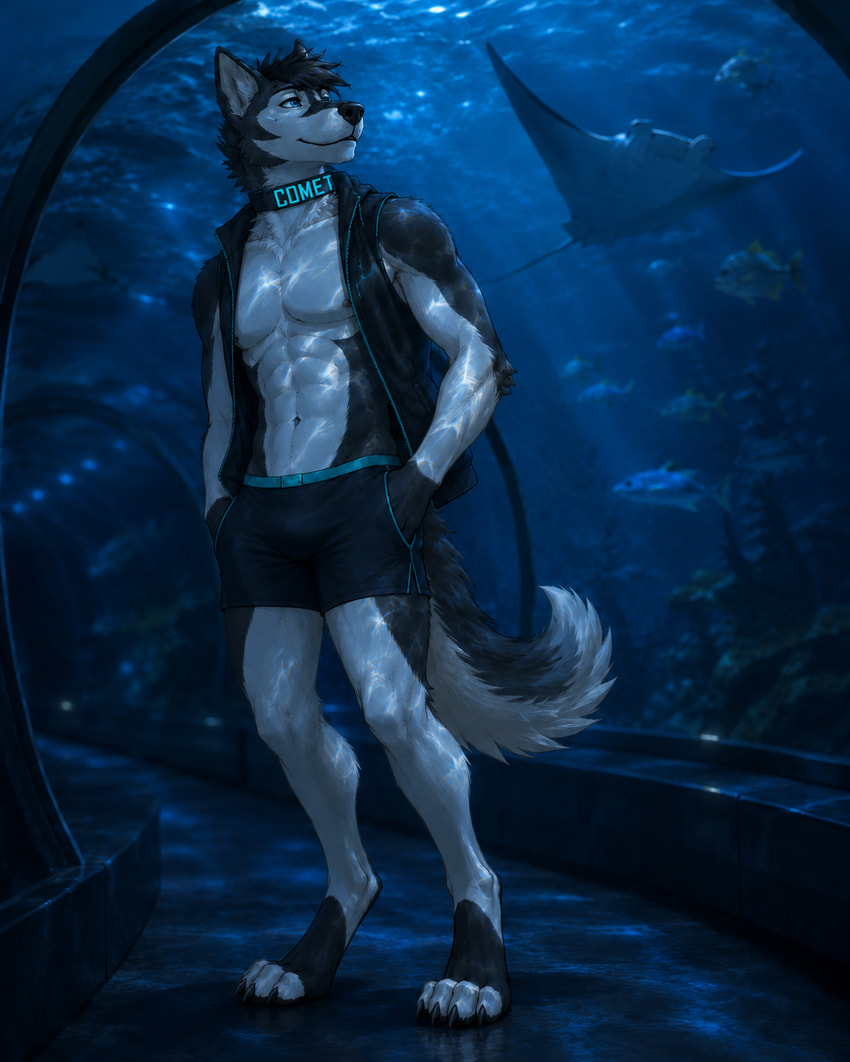 comet directed by comet husky