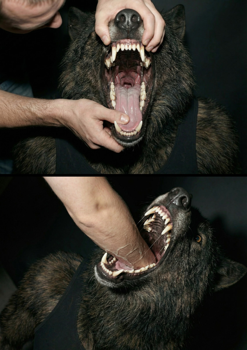 anthro anthro_on_anthro anthro_penetrated arm_in_mouth black_body black_fur black_lips black_nose bodily_fluids brown_body brown_fur clothed clothing detailed_fur duo ear_piercing ear_ring fangs fingers fur hand_in_mouth hand_on_mouth human_on_anthro human_penetrating human_penetrating_anthro interspecies lips male male/male mawplay mouth_shot multicolored_body multicolored_fur open_mouth penetration photorealism piercing realistic realistic_fur realistic_lighting ring_piercing saliva saliva_string sex shirt simple_background swallowing tank_top teeth throat tongue topwear delken canid canine canis human mammal wolf absurd_res detailed hi_res