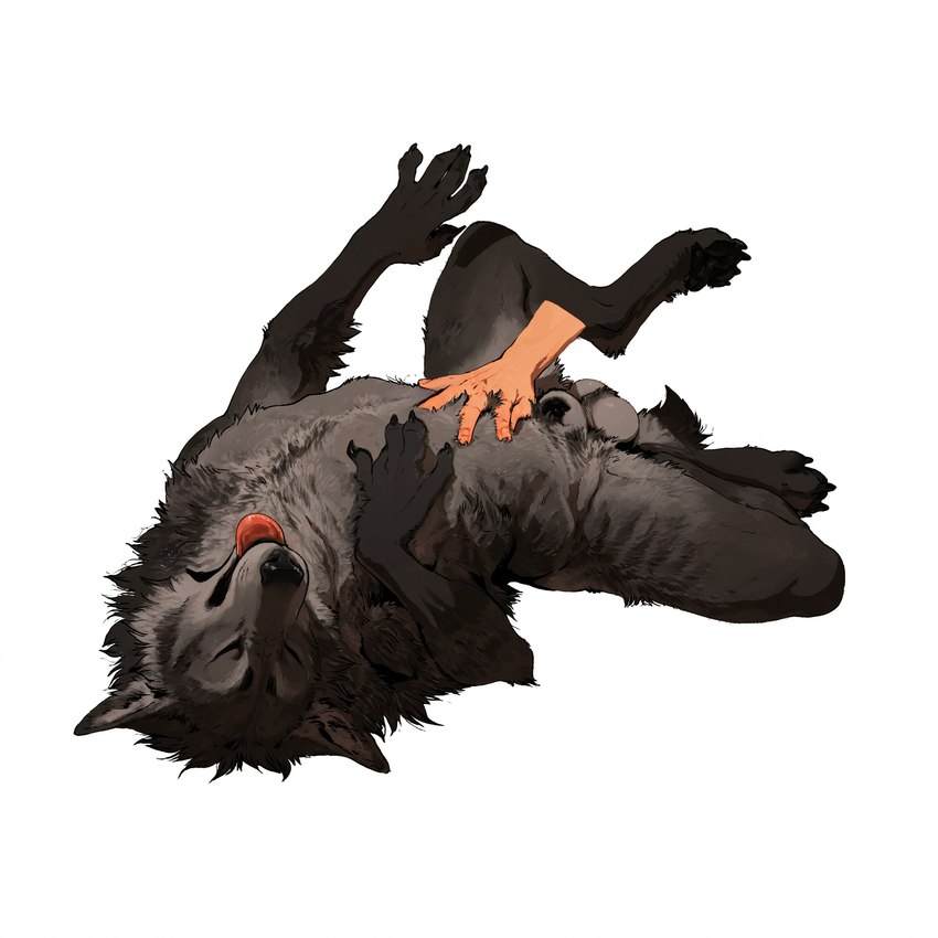 ambiguous_gender animal_genitalia balls belly_rub biped black_body black_fur black_nose blep casual_nudity claws digitigrade disembodied_hand duo eyes_closed fully_sheathed fur genitals grey_body grey_fur happy looking_pleasured lying male male/ambiguous nude on_back pawpads paws penis petting sheath simple_background solo_focus tongue tongue_out white_background sysns canid canine canis human mammal were werecanid werecanine werewolf wolf hi_res